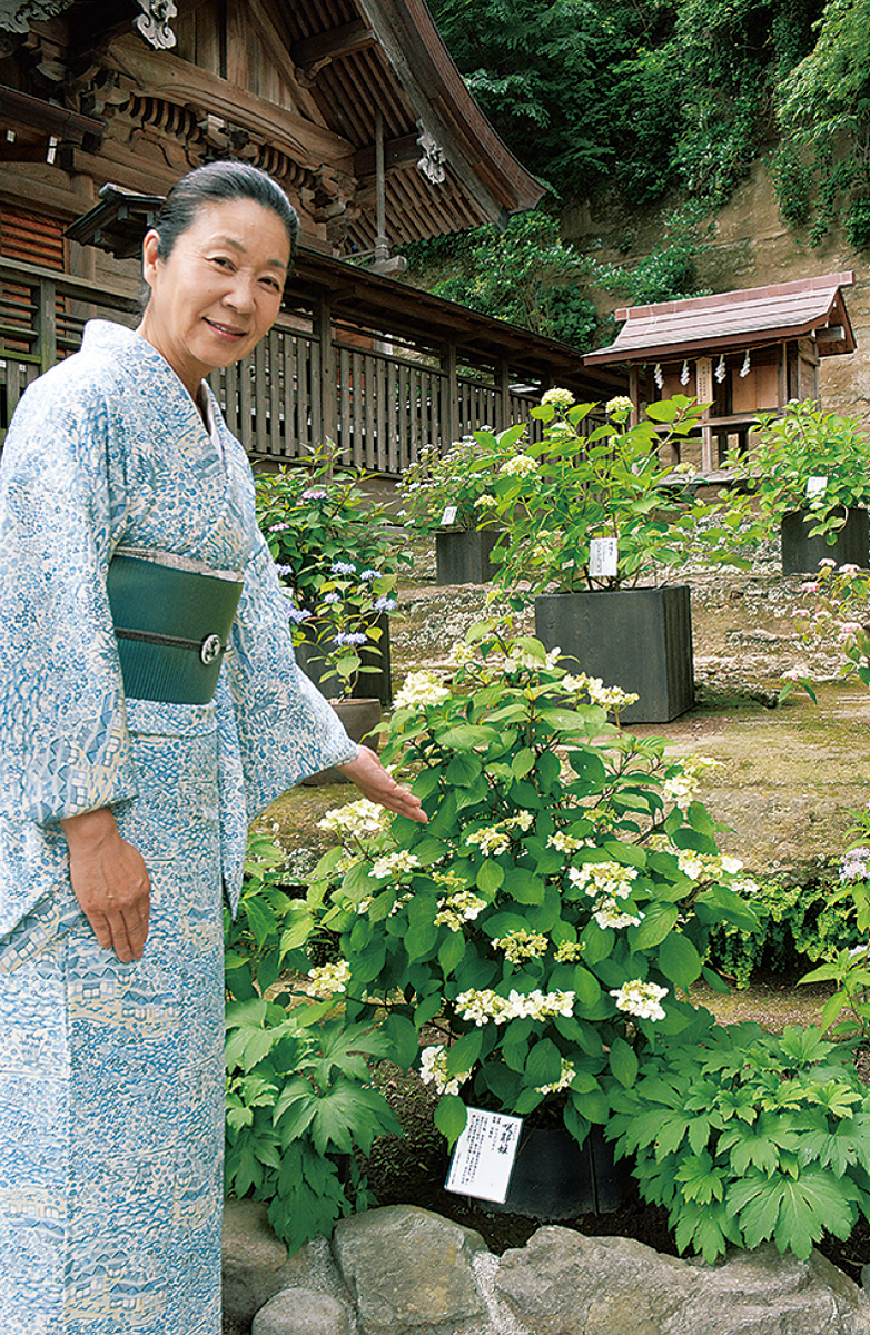 祈りの心、いつまでも 瀬戸神社のヤマアジサイ | 金沢区・磯子区