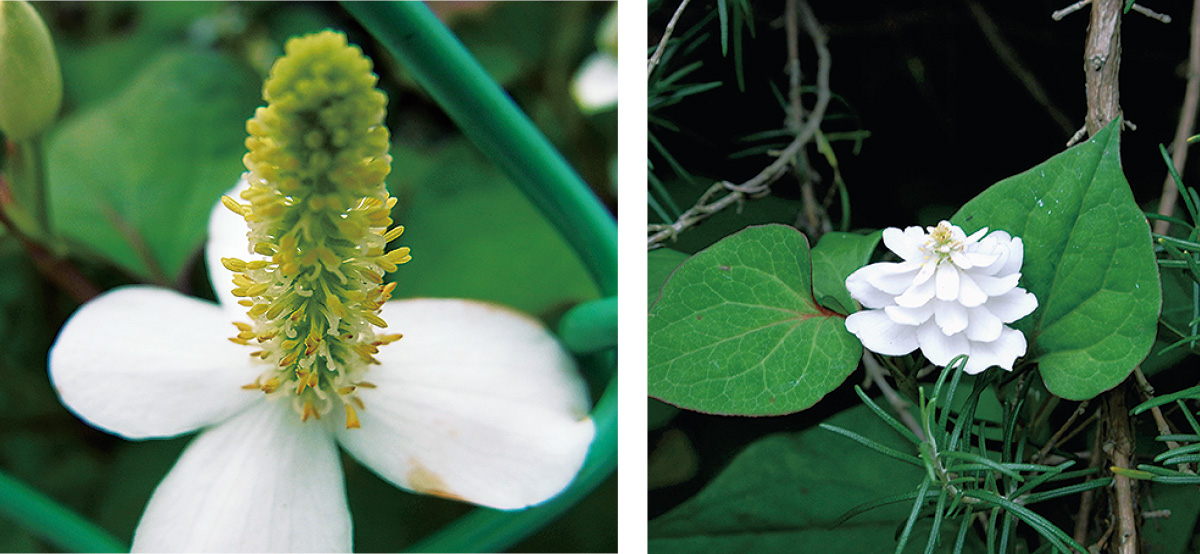 普通の八重とは違う!?