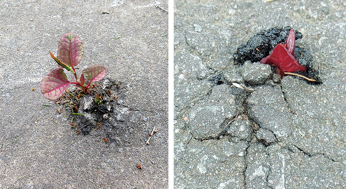 アスファルトも突き破る力