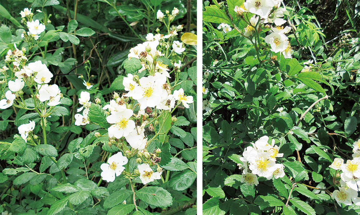 「バラ」は歴とした日本語