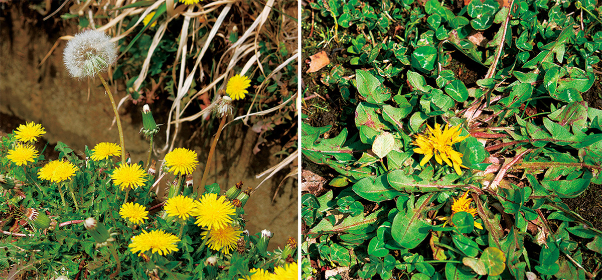 冬と夏で花茎の長さが違う