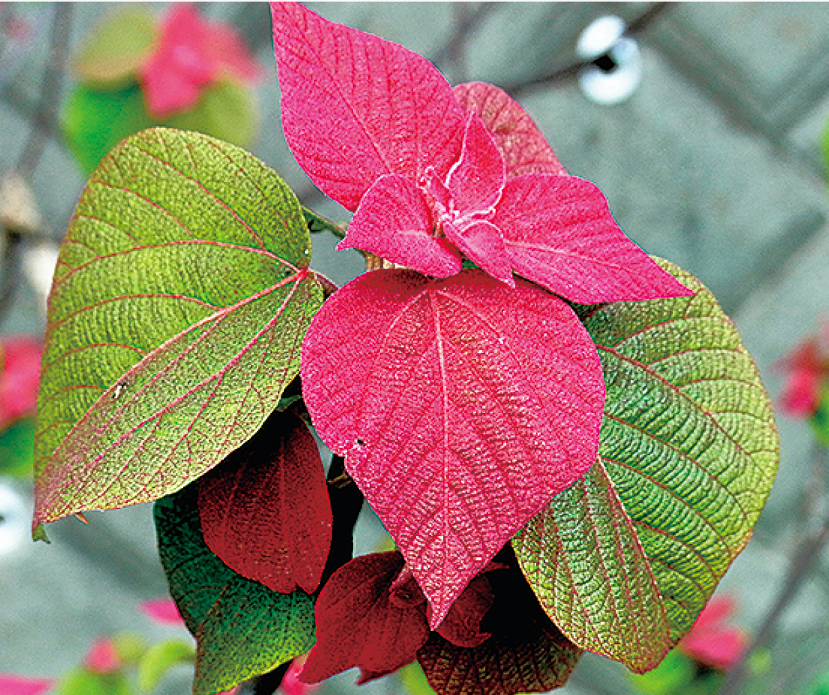 葉は「毛」で赤くなる!?