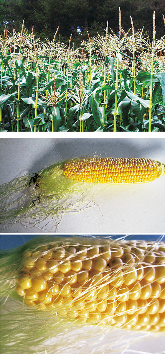 粒の数だけ「ひげ」がある