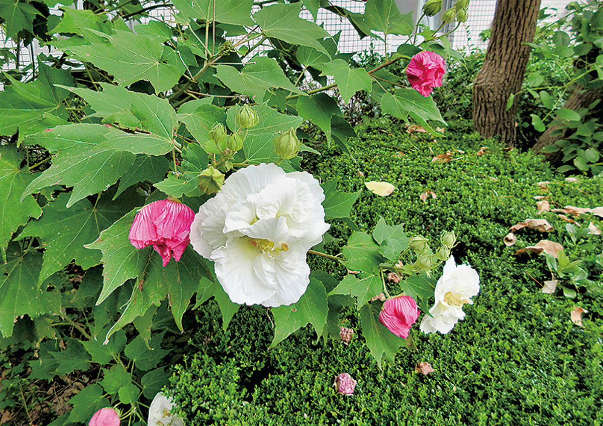 「芙蓉」はハス・スイレンを指す