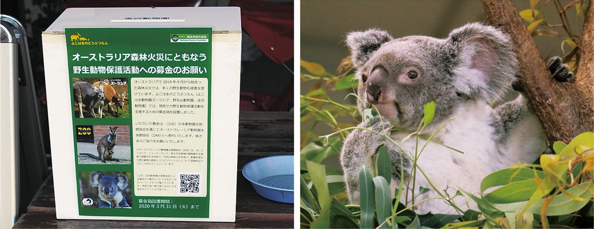 金沢動物園 豪 森林火災受け募金箱設置 野生動物の保護を支援 金沢区 磯子区 タウンニュース