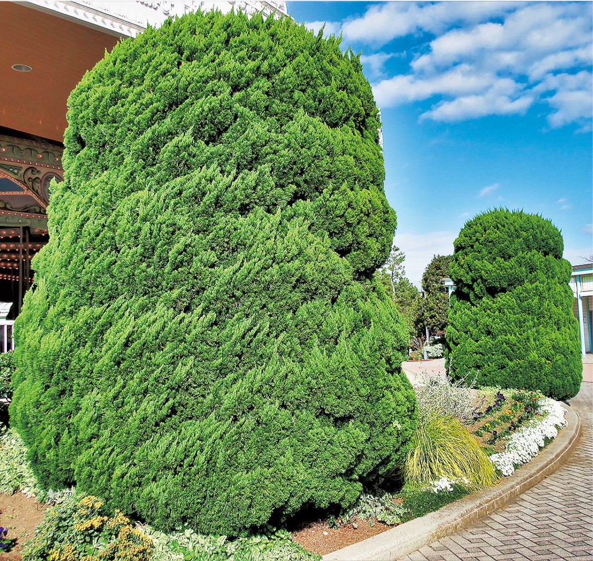 祖先返りの「葉」が現れる