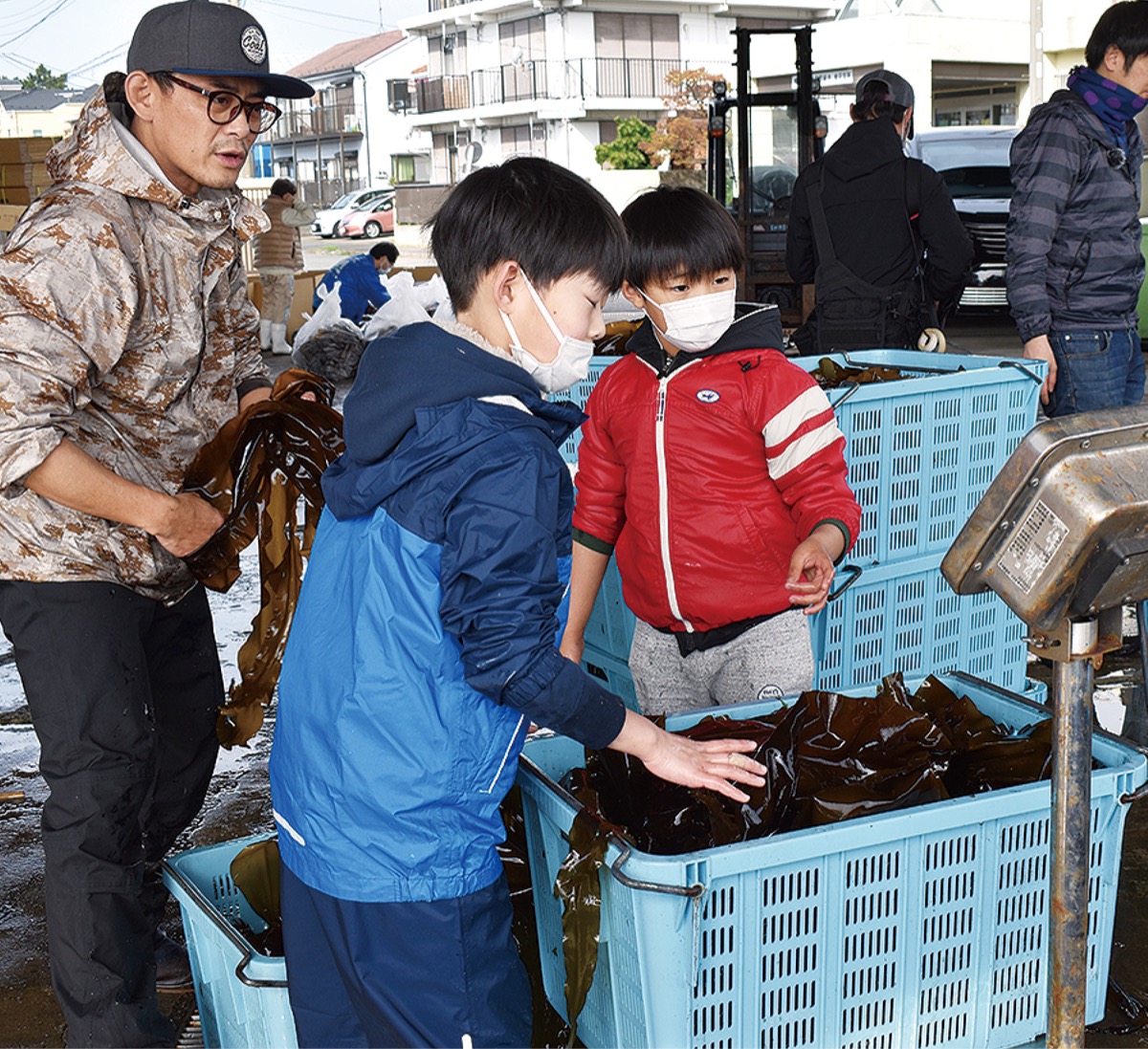 生コンブを収穫