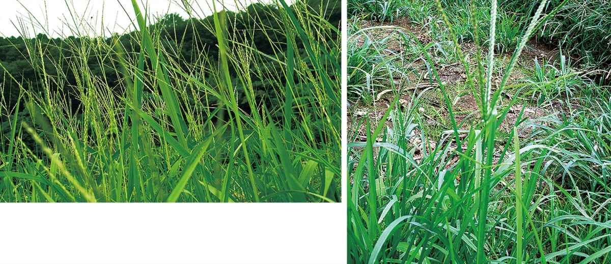 生き残る確率が高いのは？