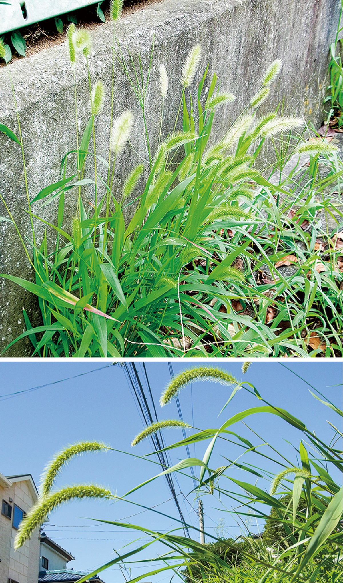 ターボエンジンの光合成