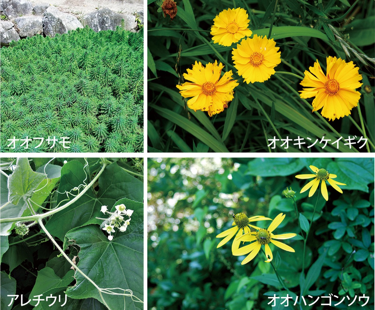 金子さんの草花の不思議発見 最終回 特定外来生物 植物 この花 栽培してはダメなの 文 日本自然保護協会自然観察指導員 金子昇 金沢区 磯子区 タウンニュース