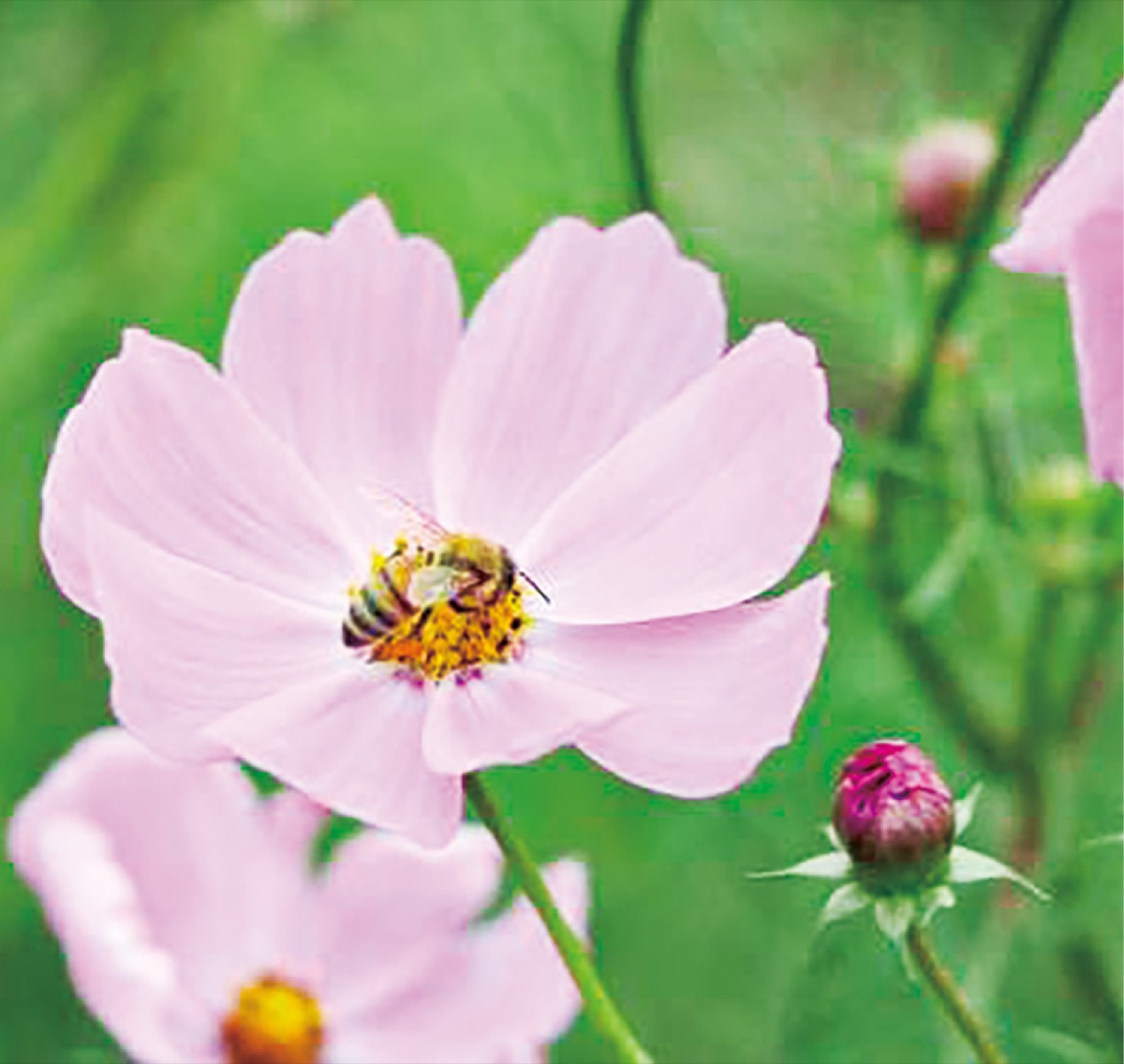 コスモスの写真募集 (写真1)