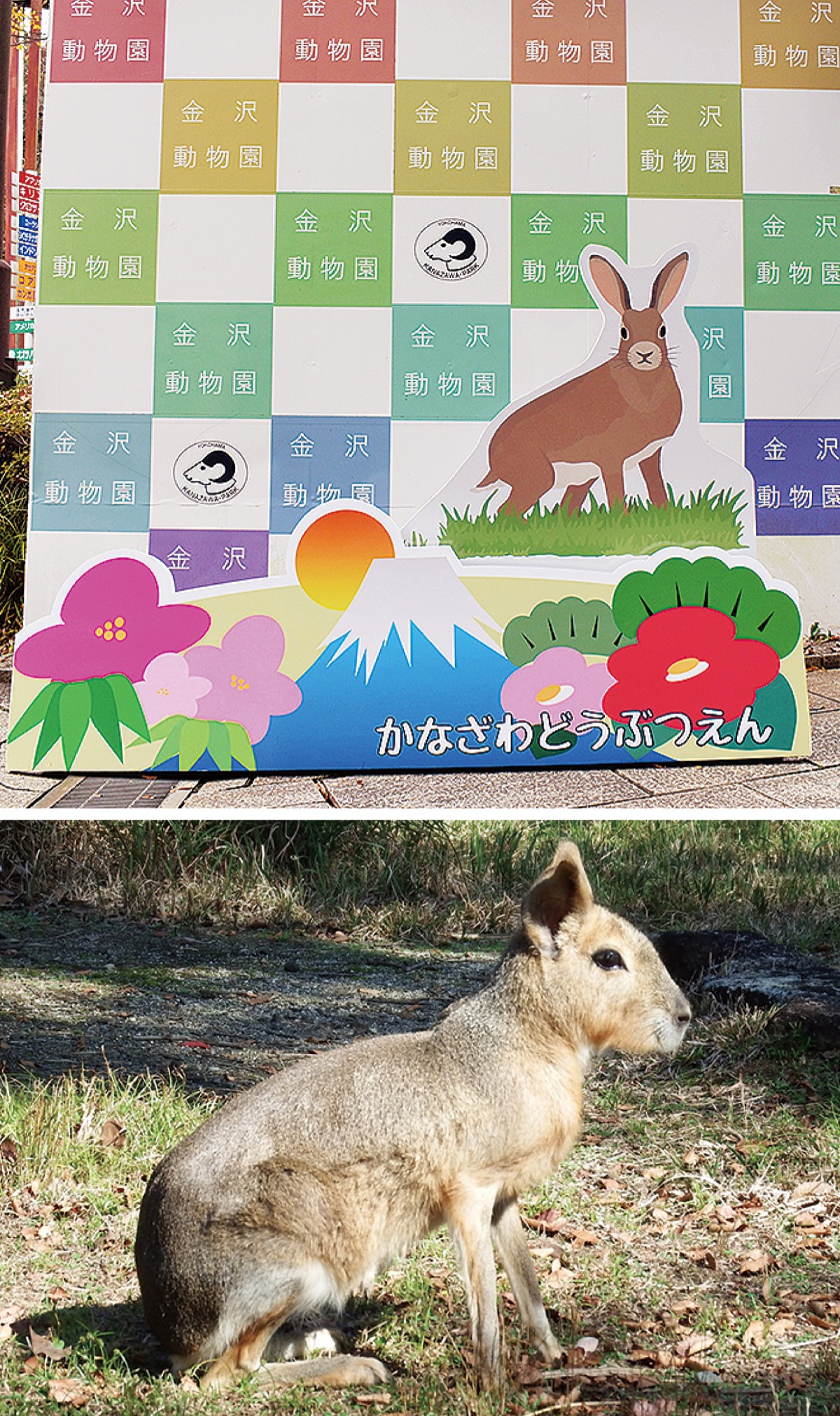 「金沢動物園で暮らすウサギ？」
