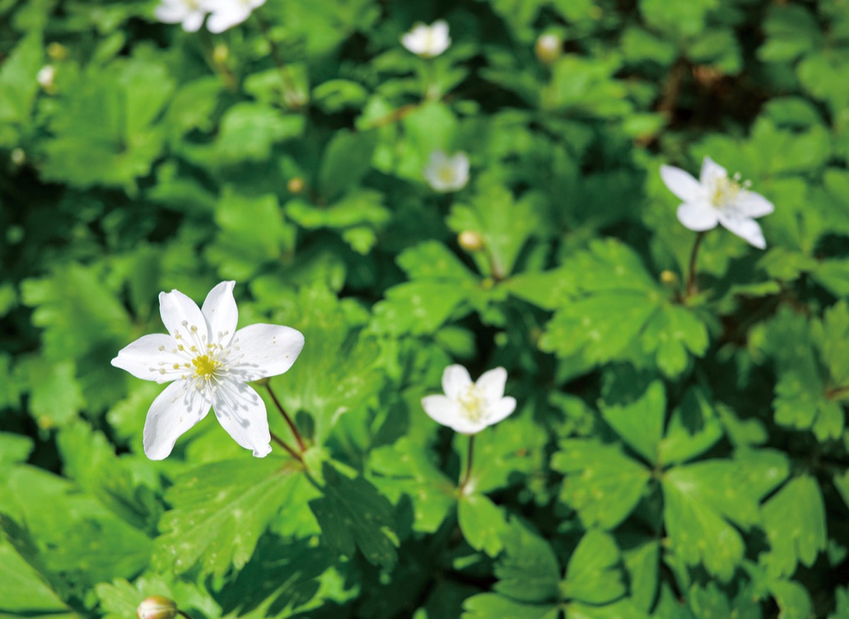 自生するニリンソウ