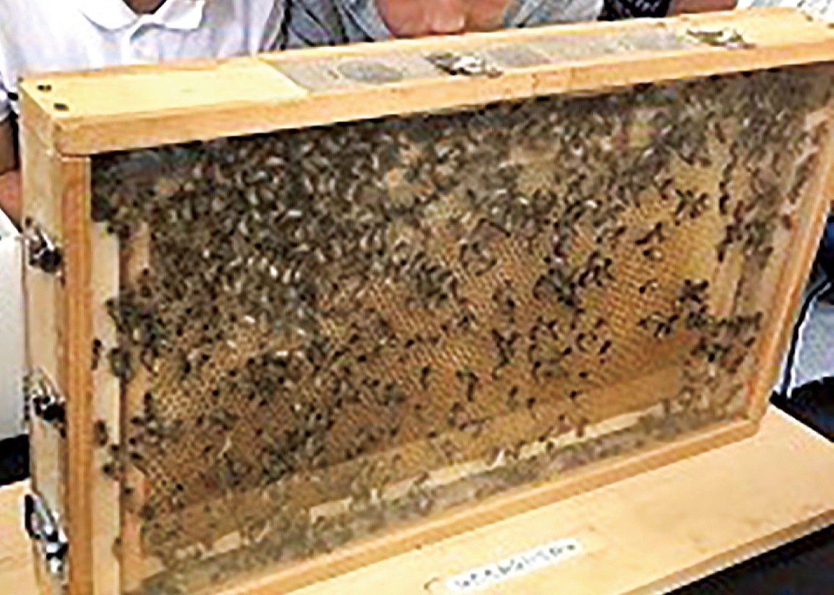 環境教育プログラム「はち育」