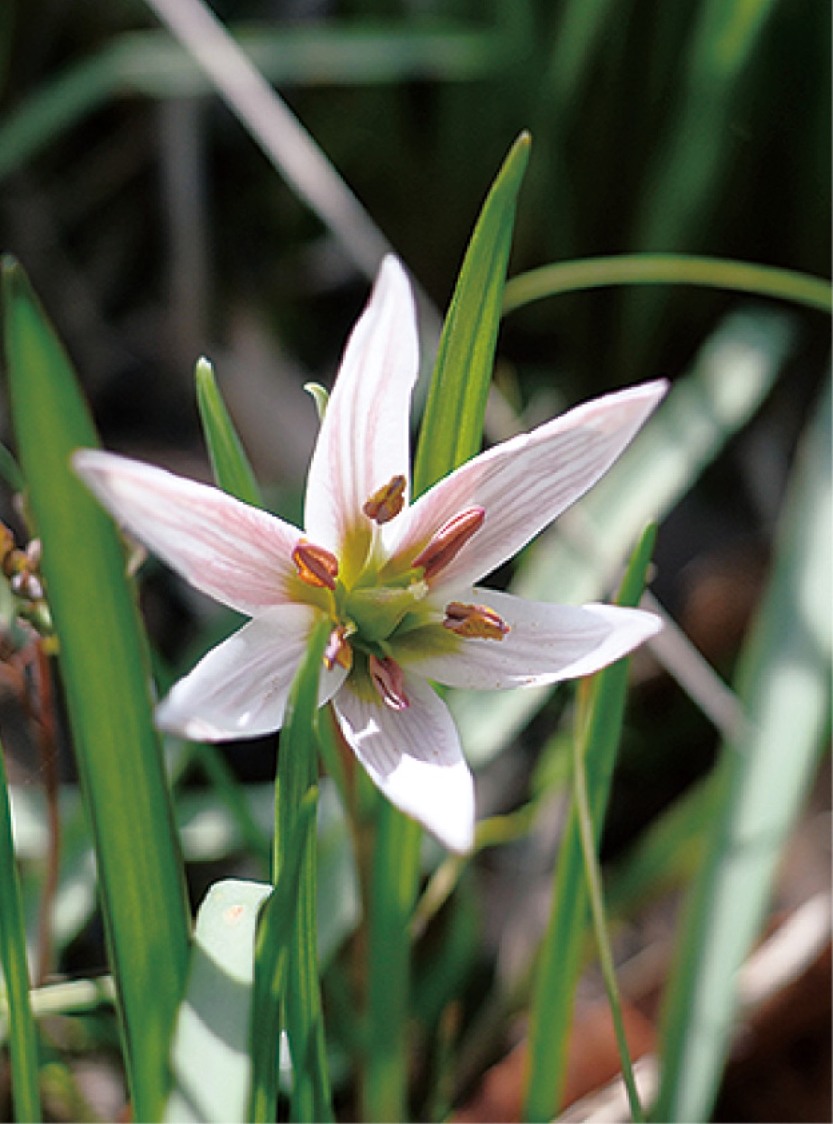 自生するアマナ＝同協会提供