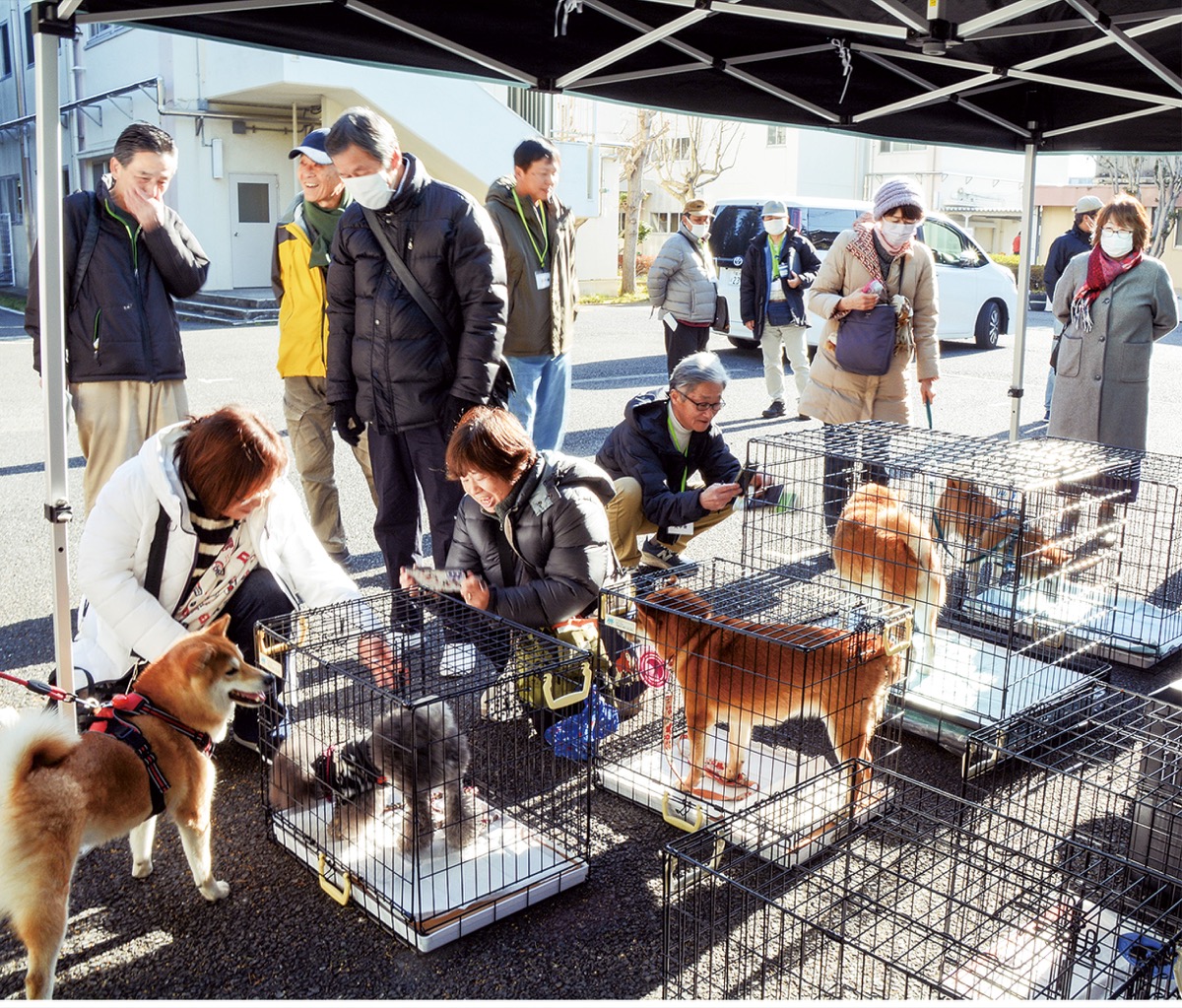 ペットの避難体制整備へ