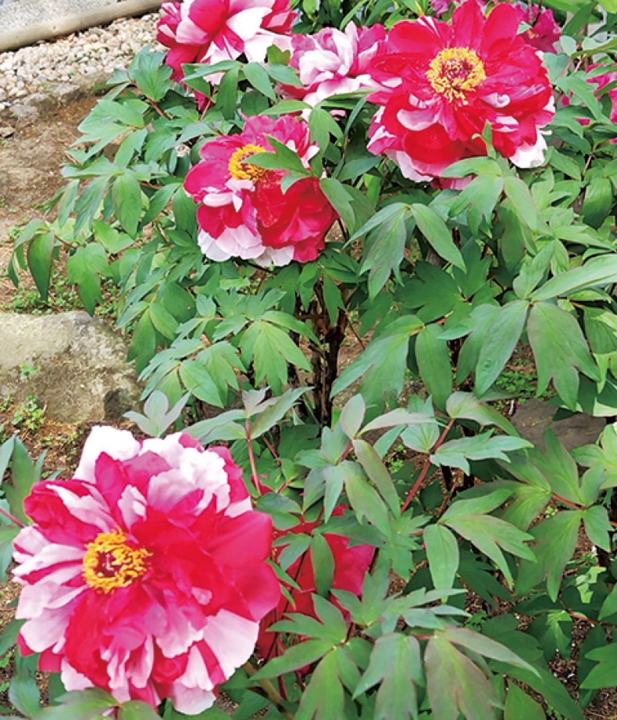 海と牡丹の競演楽しんで