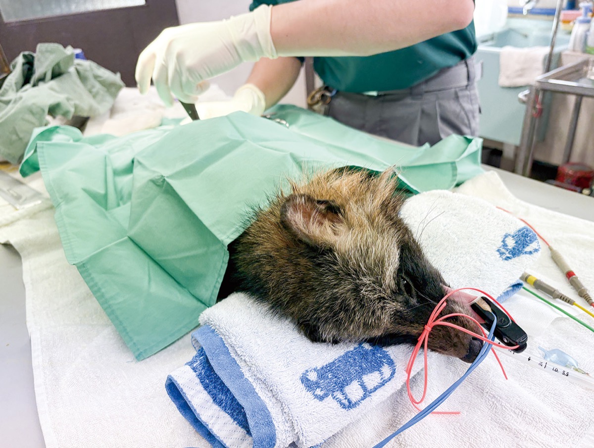 金沢動物園で治療を受けるタヌキ＝同園提供