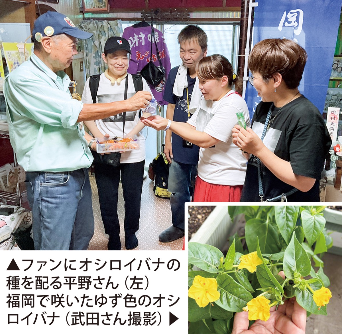 「ゆず色」のオシロイバナ (写真1)