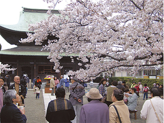 大きな桜が咲き誇る境内には、多くの参拝客が来場。飲み物などを片手に長椅子に腰掛け、満開の花を見上げていた