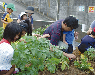 塾生が育てたジャガイモを収穫する参加者の親子たち