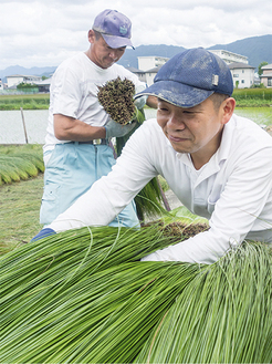 熊本県で３度目のい草の刈り取り作業。「畳は農産物だと実感した」と吉野さん（右）