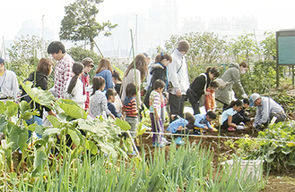 野菜を収穫する参加者たち