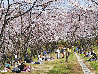 多くの花見客が訪れていた久良岐公園（３月30日撮影）
