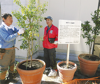 ３代目となるゆずの木を設置する貝塚さん（左）と平野さん（10月8日）。「ゆず×かぼす」と掲げられた看板には設置に対する思いが記されている