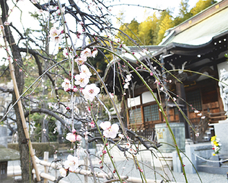 妙法寺に咲く梅＝撮影１月27日
