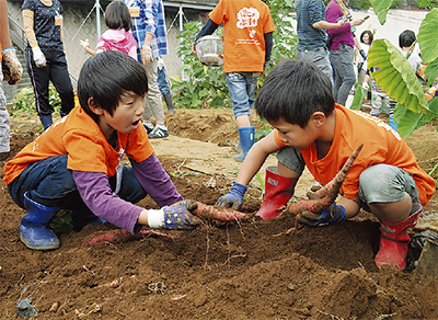 さつまいも収穫で交流
