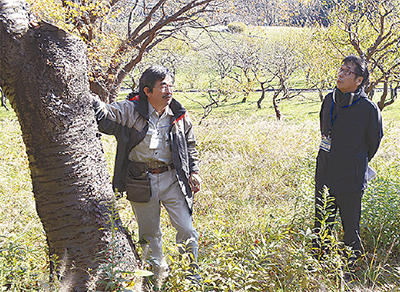 桜山の老木、再整備へ