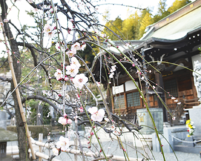 各地で区の木「梅」が開花