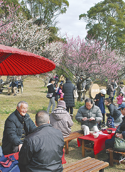 梅の花、紅白鮮やかに