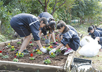 パンジーを植える中学生