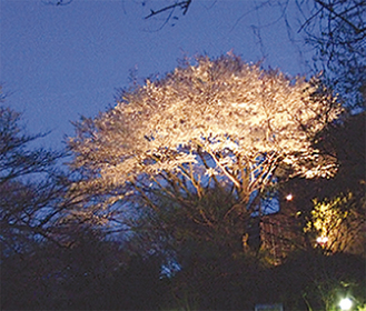 夜桜も堪能（写真はイメージ）