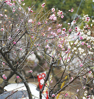 かわいらしく咲いた同神社の梅（＝２月12日撮影）