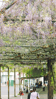 薄紫の花をつけている藤の花（４月22日撮影）