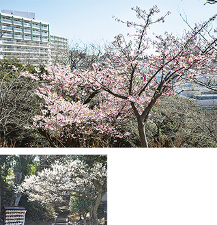 （上）天神山頂上の河津桜（下）境内で満開になった白梅＝今月７日撮影