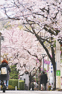 地域住民から長年親しまれてきた桜道の桜並木（昨年４月２日撮影）。