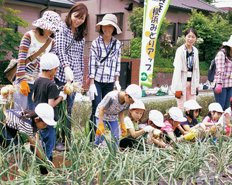 タマネギの収穫を楽しむ児童たち