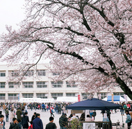 桜の下で住民集い
