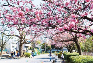 濃いピンクが美しい東永谷桜台公園の横浜緋桜（19日撮影）