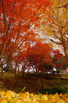 赤と黄色のコントラストが美しい舞岡公園（こぶし広場近く、12日撮影）