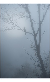 会員の作品「森の朝霧」