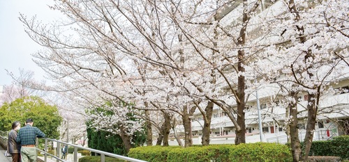 あーすぷらざ周辺の桜並木＝３月27日撮影