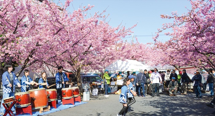 平戸永谷川 快晴の下、桜まつり 約150本が満開