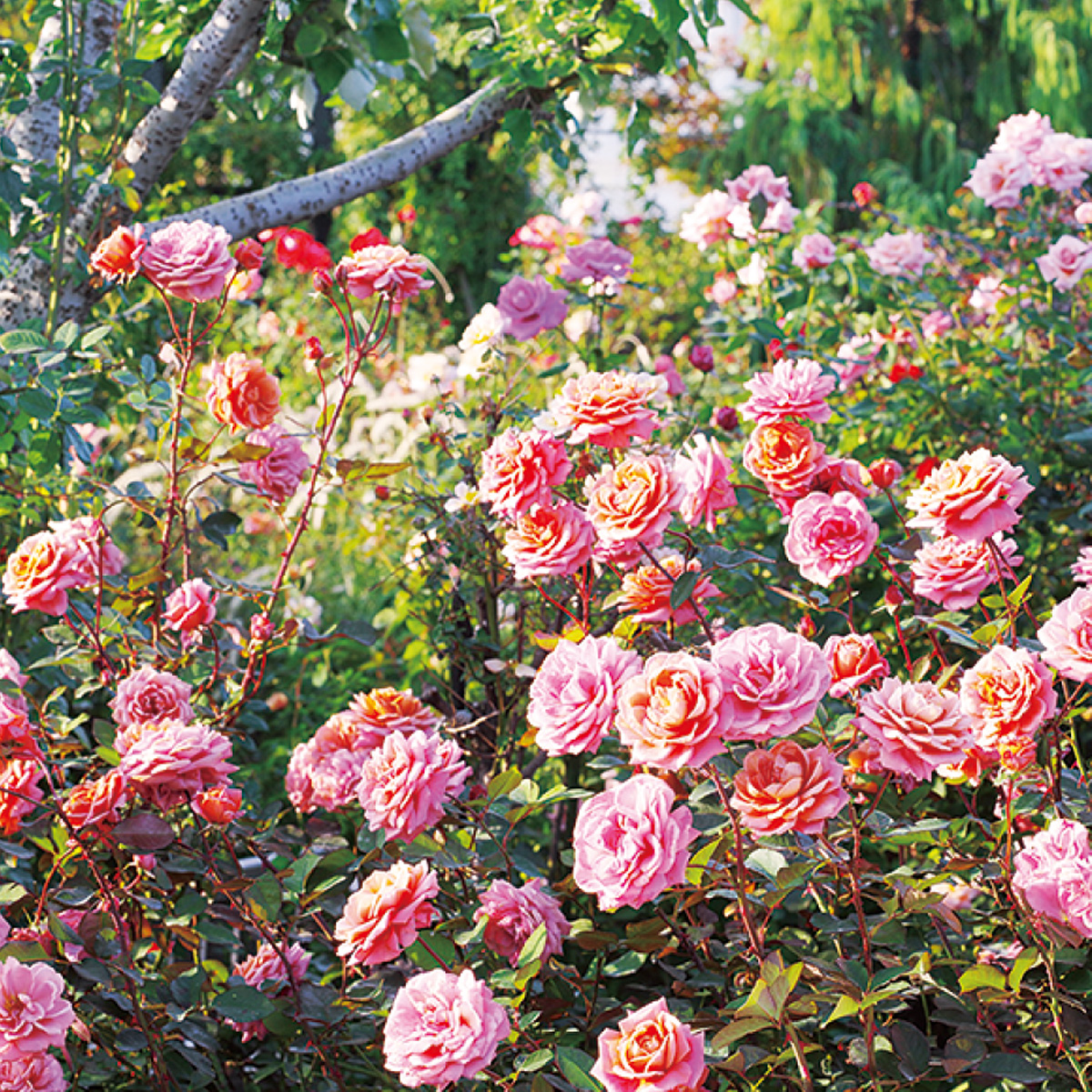 秋バラ見頃に 横浜イングリッシュガーデン 横浜イングリッシュガーデン 中区 西区 タウンニュース