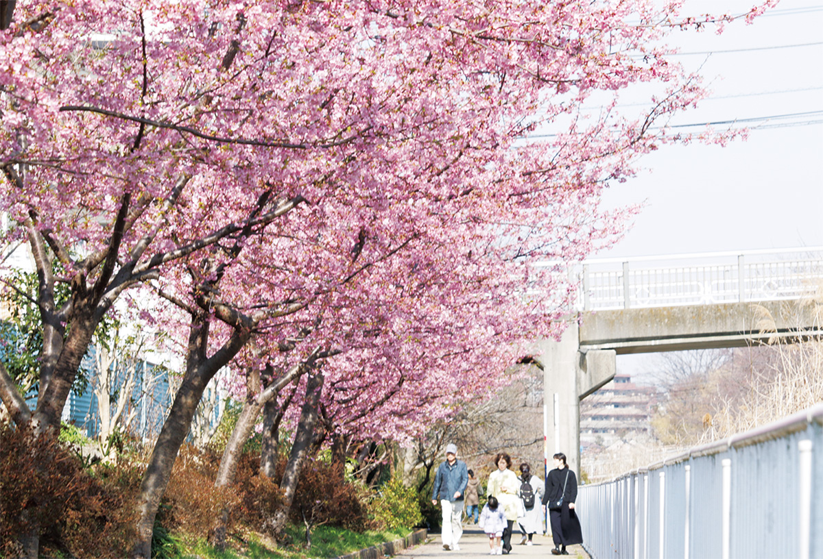 河津桜を横目にのんびり歩き