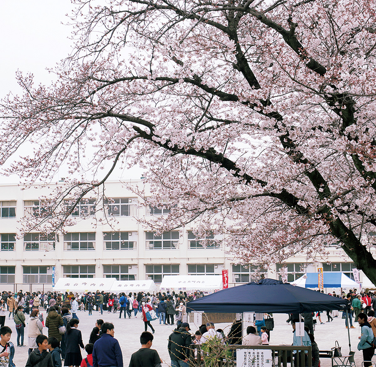 桜の下で住民集い (写真1)